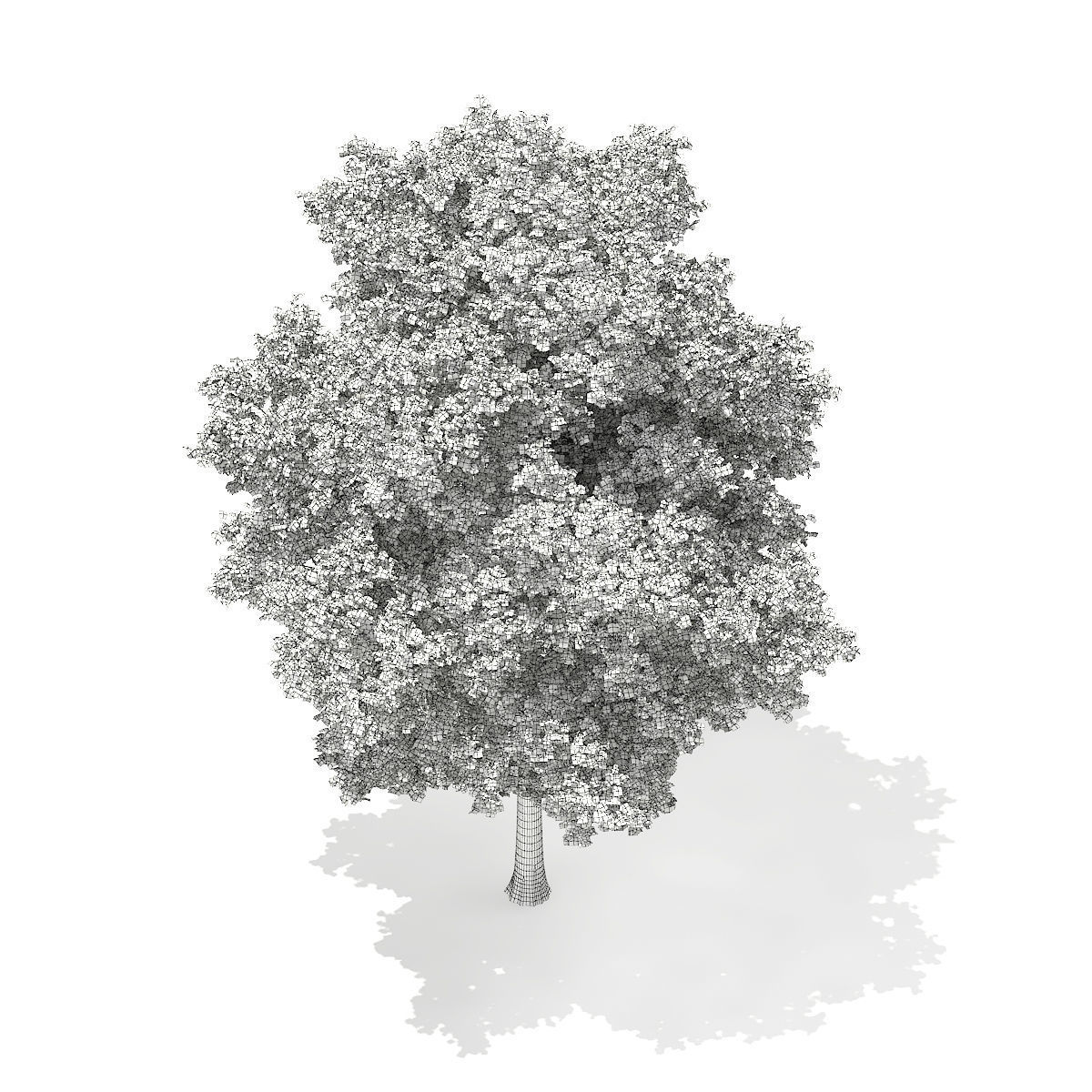 Horse Chestnut Aesculus hippocastanum 23m 3D model_5
