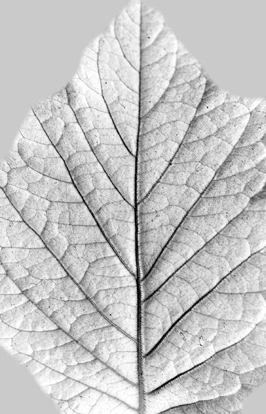 green plant 3D model_1