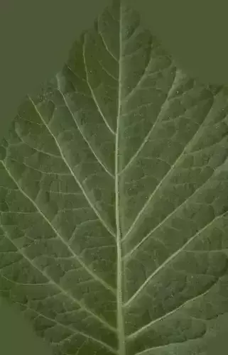 green plant 3D model