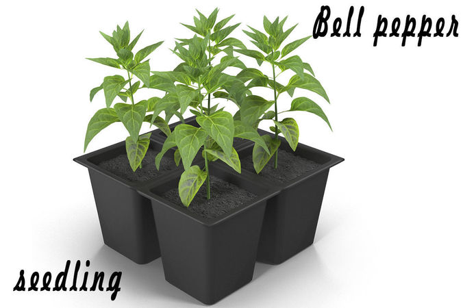 Seedlings of bell pepper Low-poly 3D model