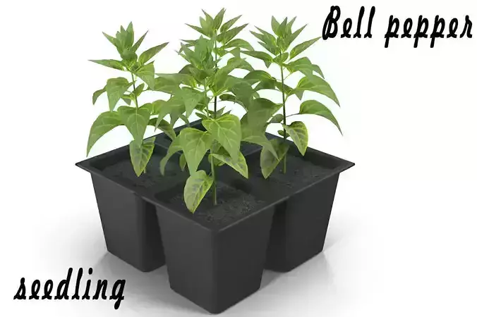 Seedlings of bell pepper