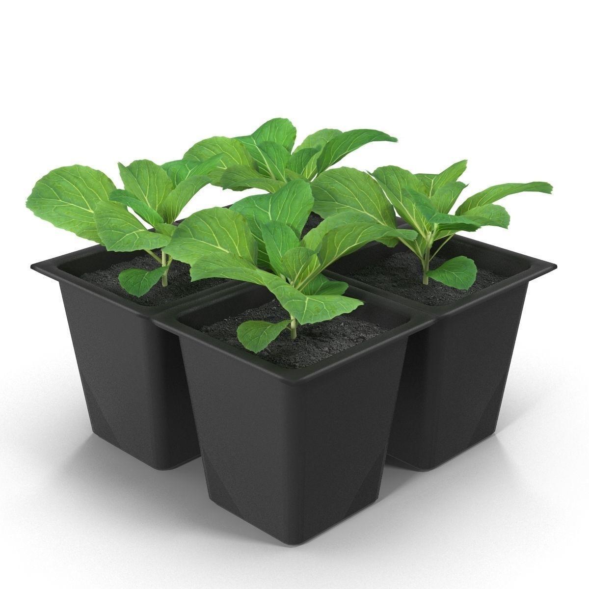 Seedlings of cabbage 3D model_3