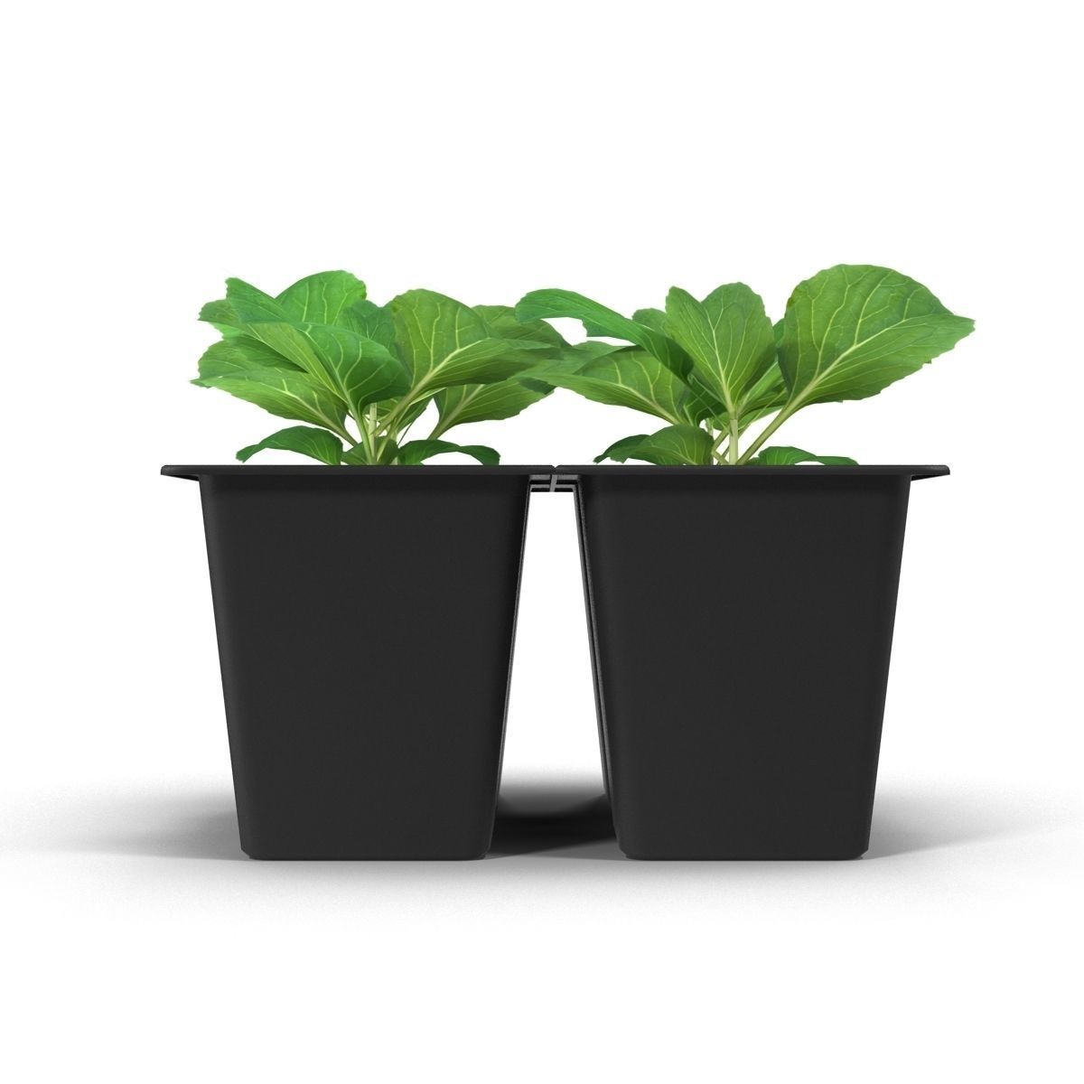 Seedlings of cabbage 3D model_8