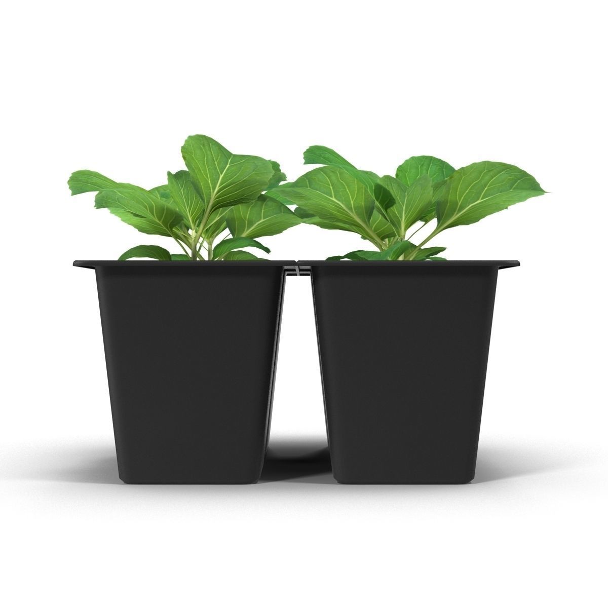 Seedlings of cabbage 3D model_5