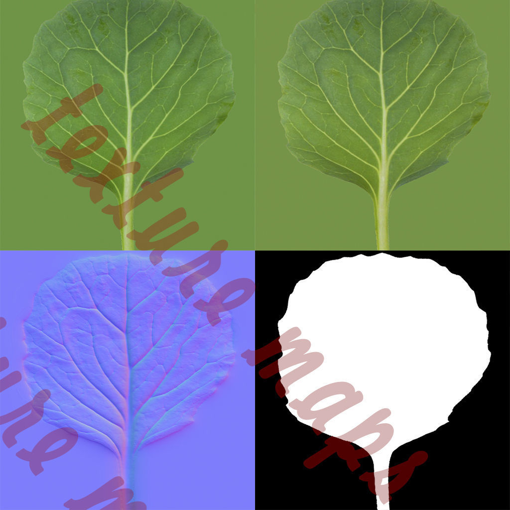 Seedlings of cabbage 3D model_1