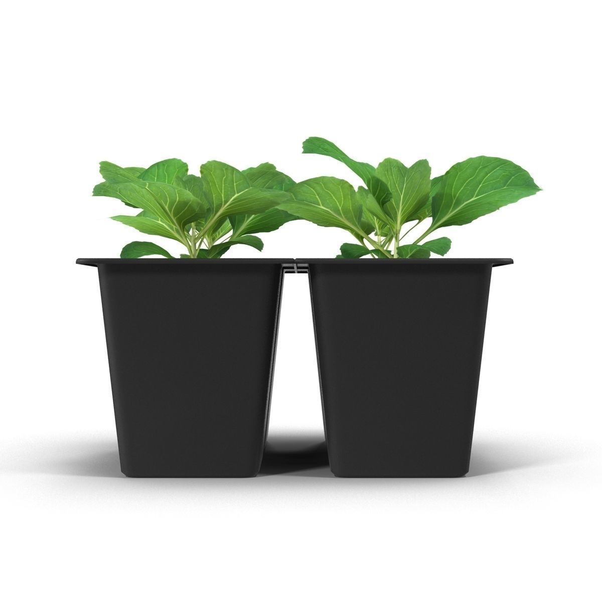 Seedlings of cabbage 3D model_7