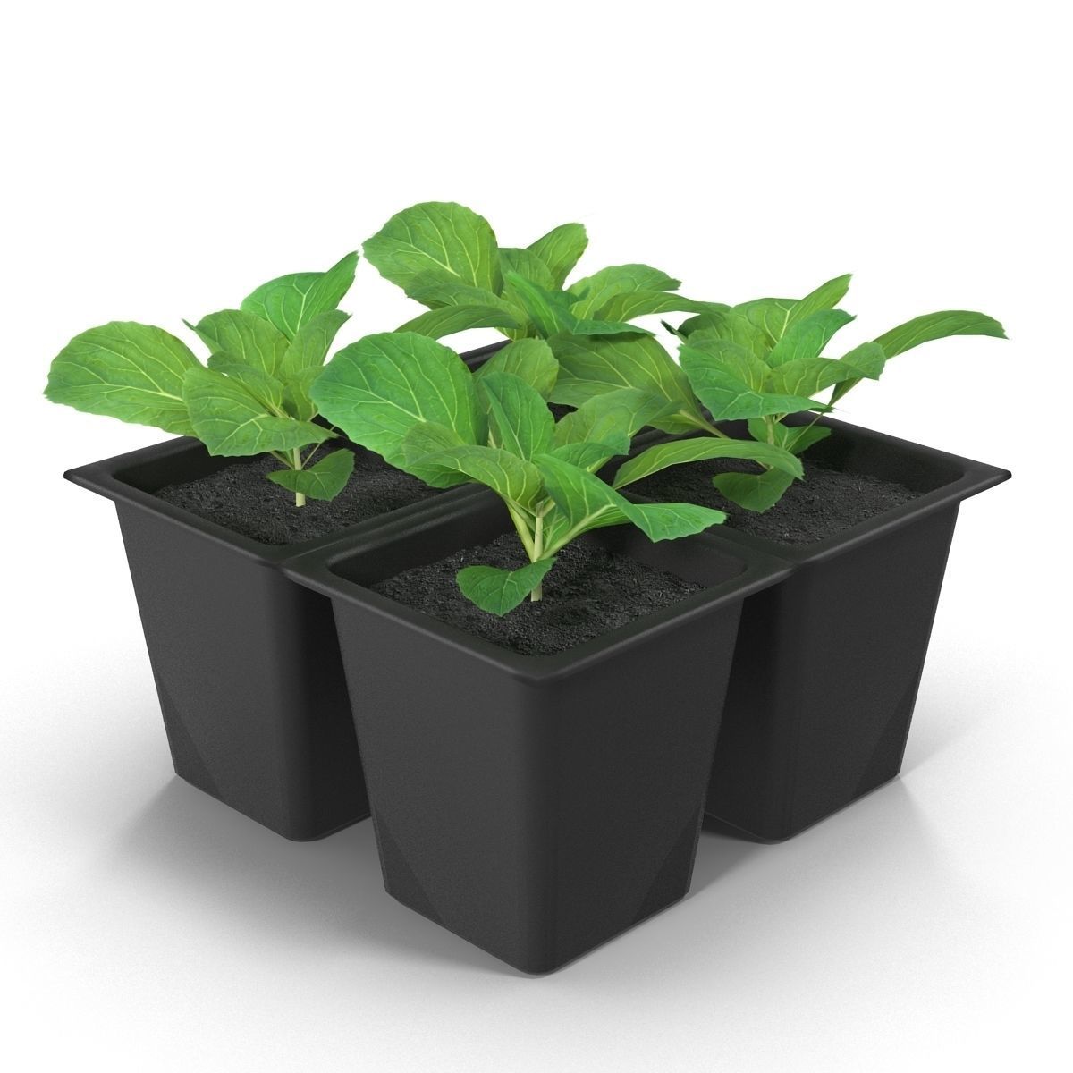 Seedlings of cabbage 3D model_4