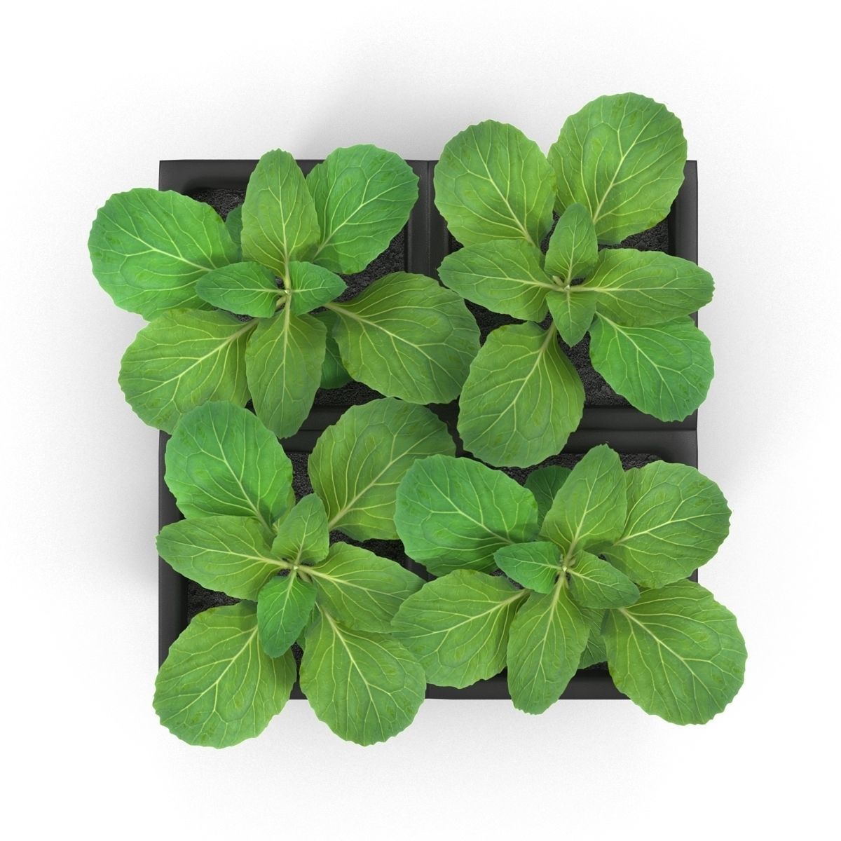 Seedlings of cabbage 3D model_6