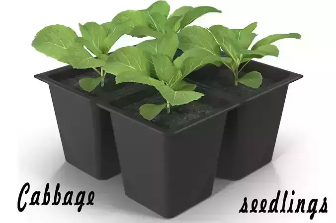 Seedlings of cabbage 3D model