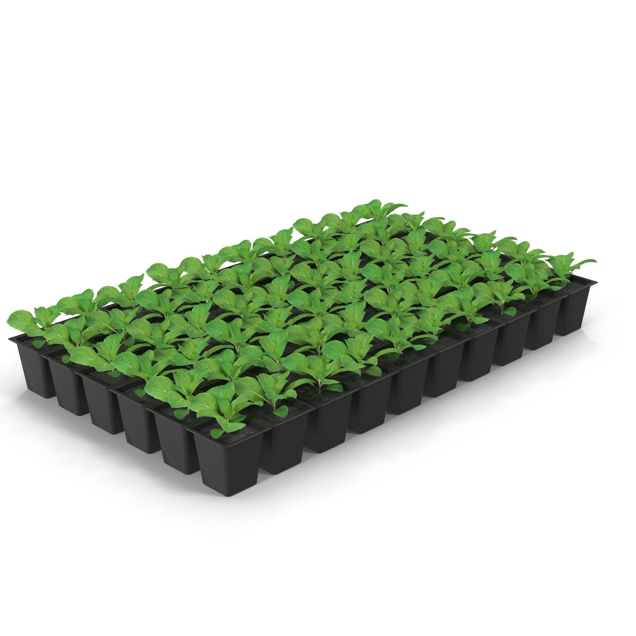 Seedlings of cabbage 3D model_11