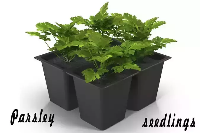 Seedlings of parsley 3D model