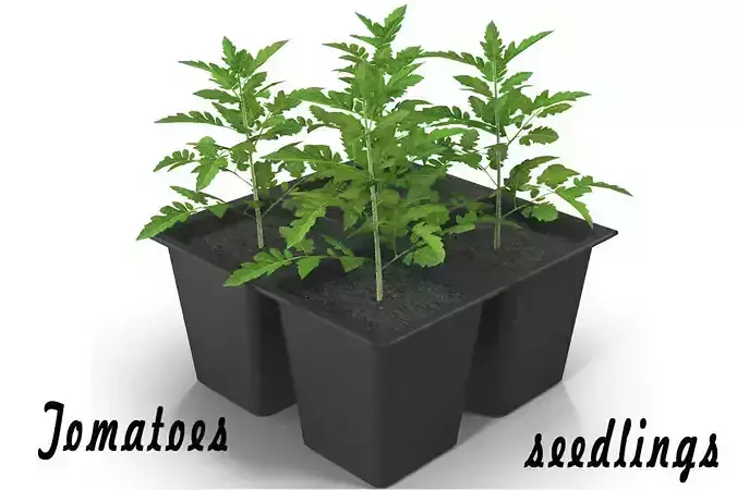 Seedlings of tomatoes 3D model
