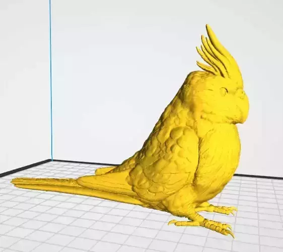 Cockatiel