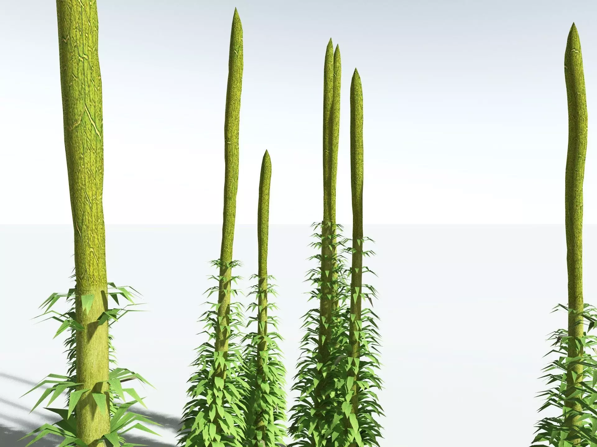 EVERYPlant Chaloneria Cormosa LowPoly Low-poly 3D model_23