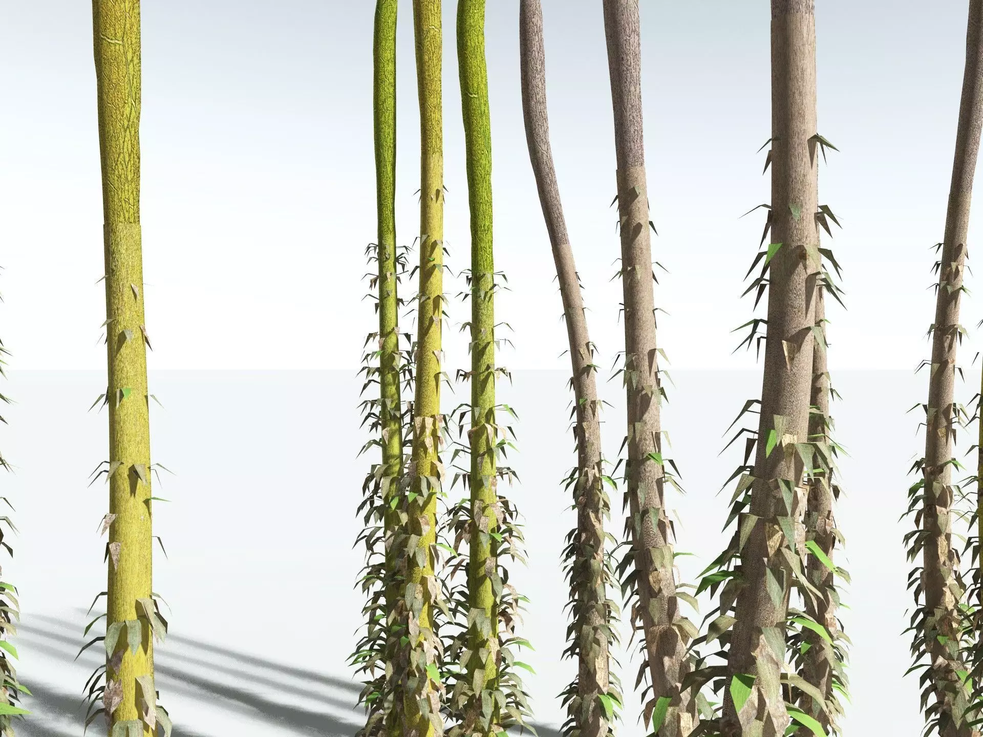 EVERYPlant Chaloneria Cormosa LowPoly Low-poly 3D model_17