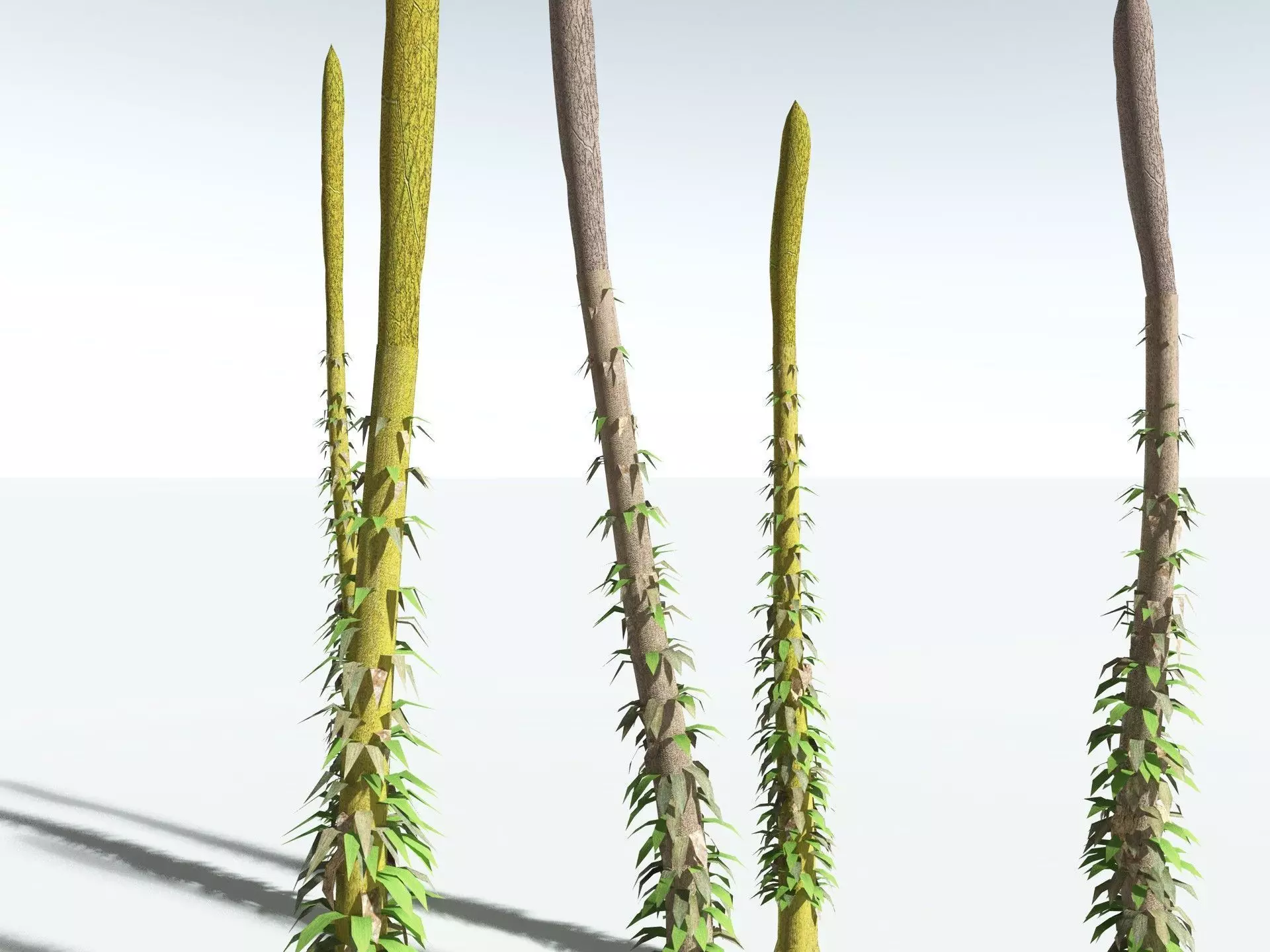 EVERYPlant Chaloneria Cormosa LowPoly Low-poly 3D model_15