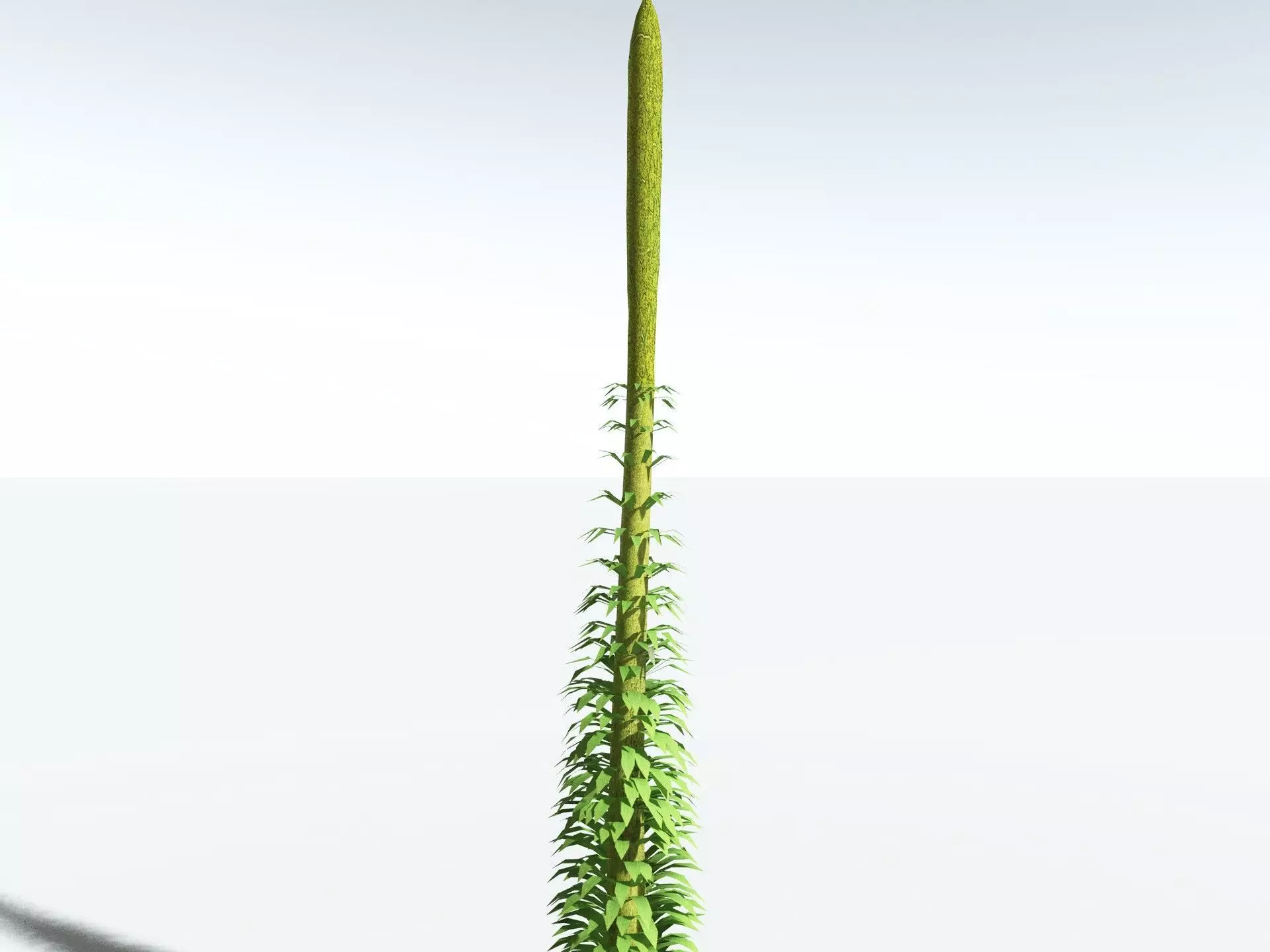 EVERYPlant Chaloneria Cormosa LowPoly Low-poly 3D model_31