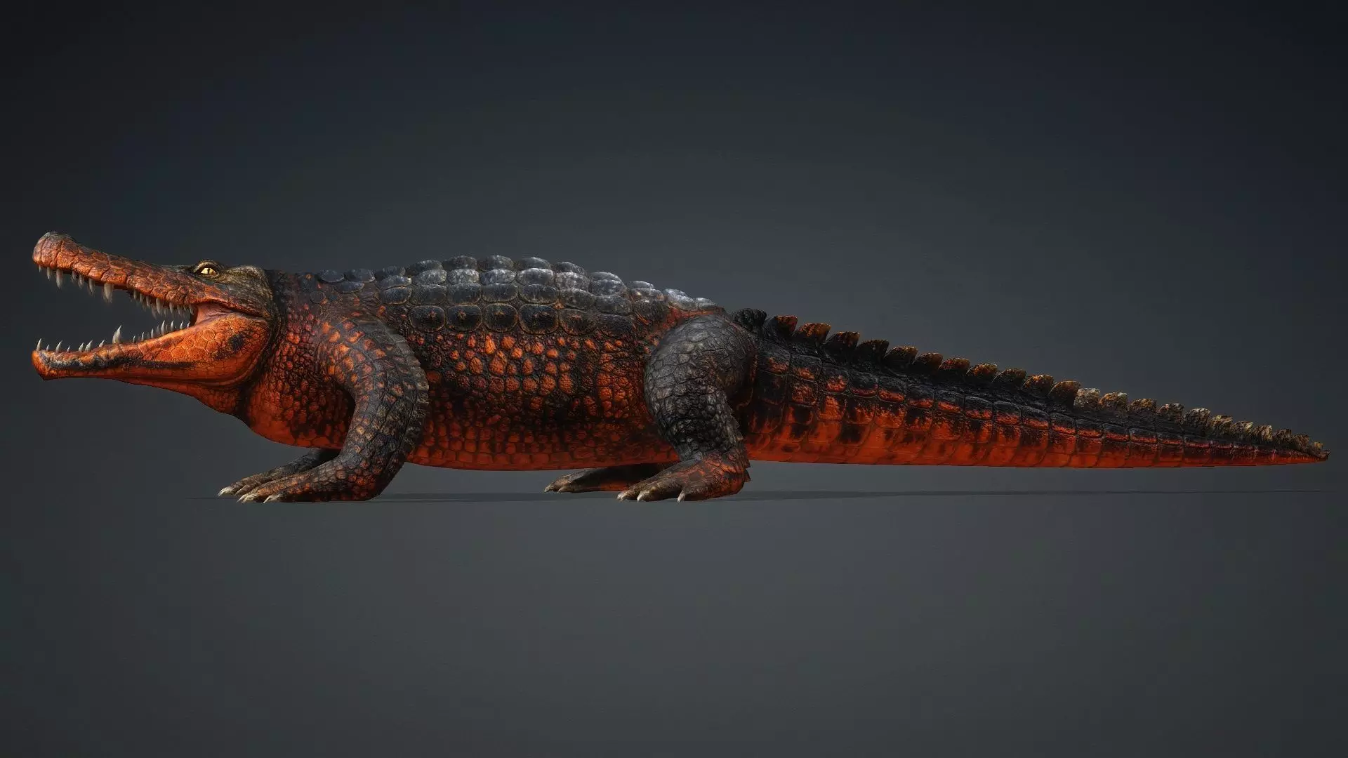 Crocodile-V1a 3D model_4