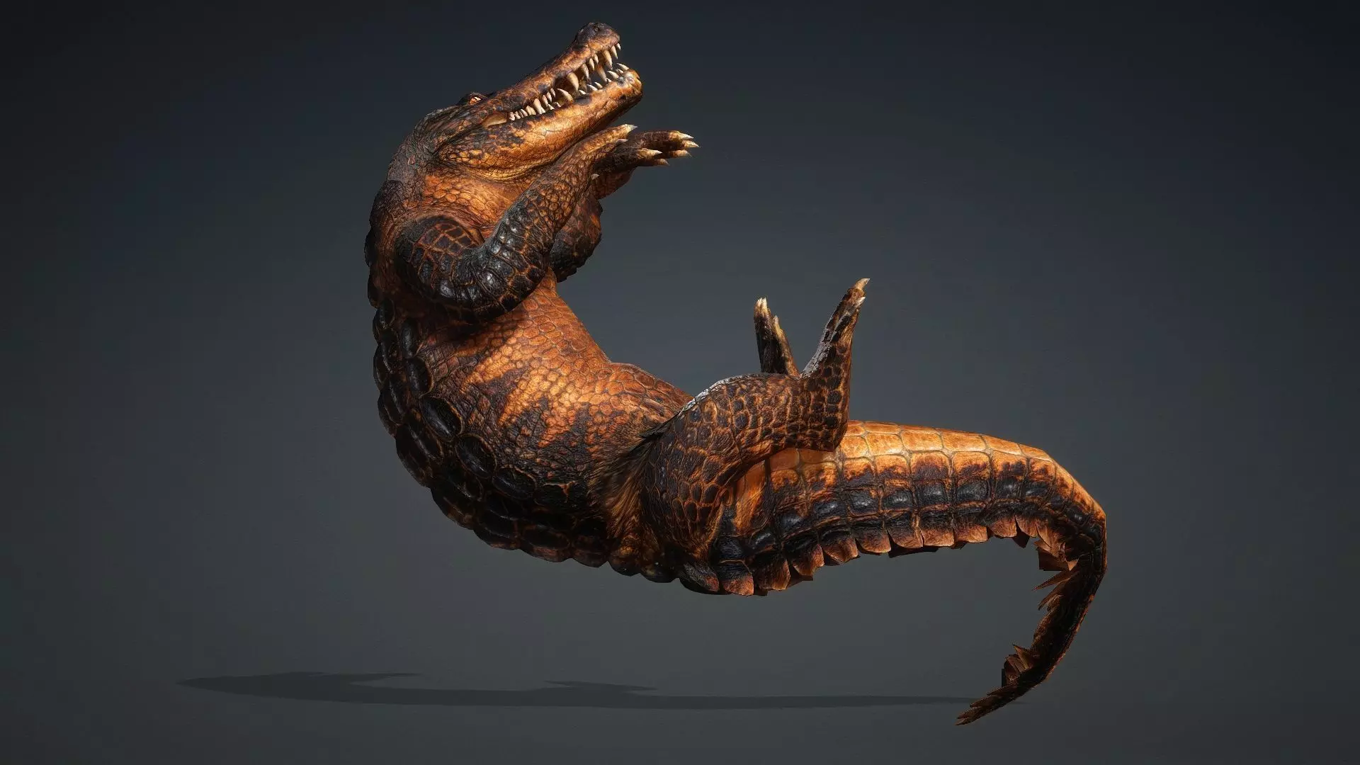 Crocodile-V1b 3D model_7