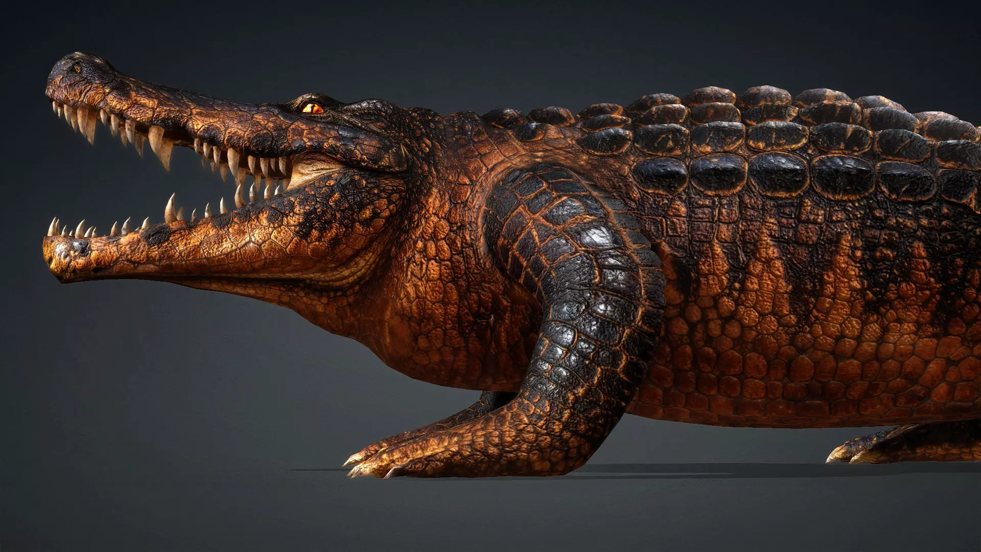Crocodile-V1b 3D model_3