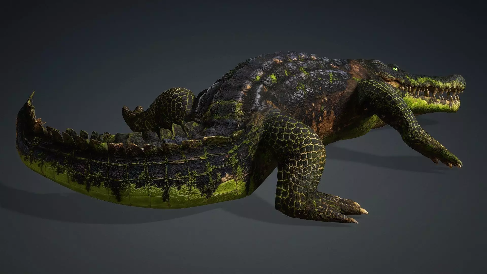 Crocodile-V1c 3D model_7