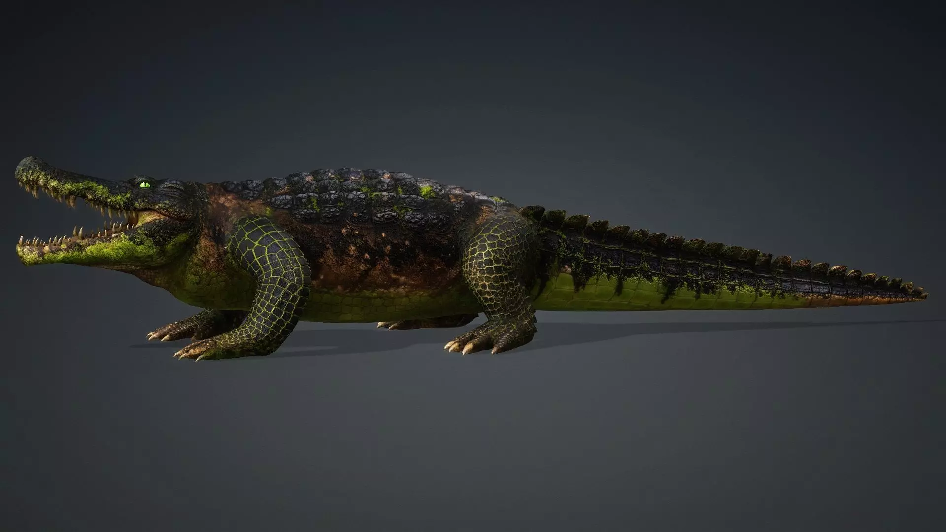 Crocodile-V1c 3D model_4