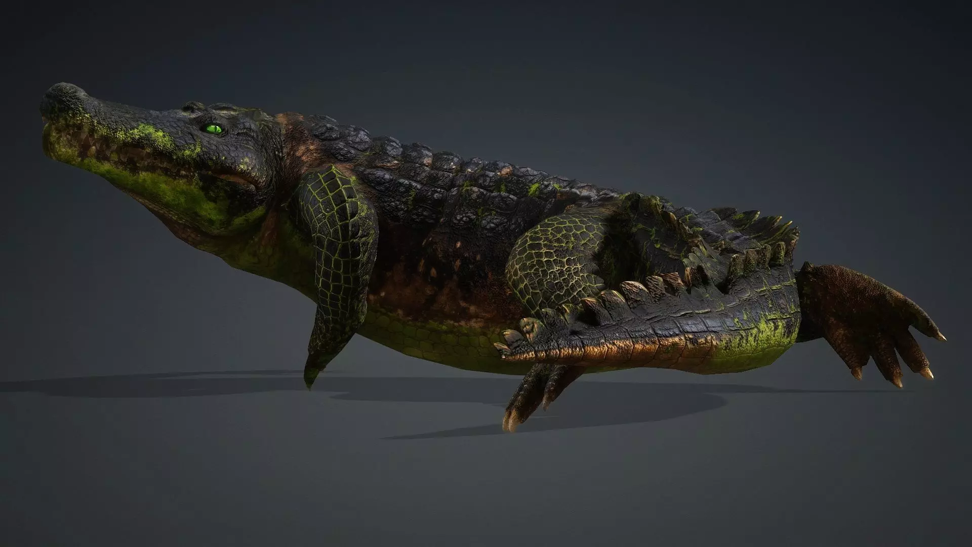 Crocodile-V1c 3D model_17