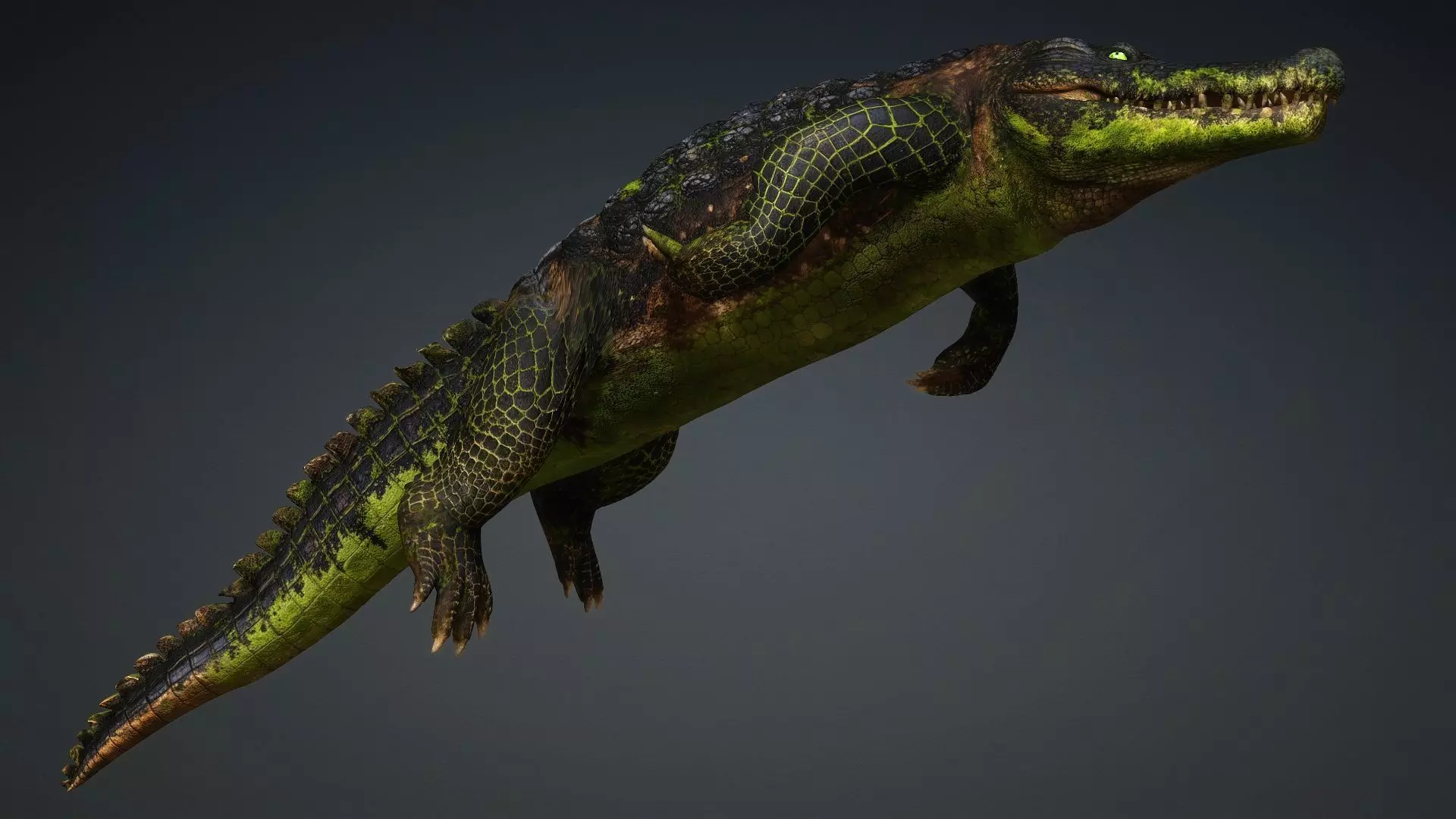 Crocodile-V1c 3D model_10
