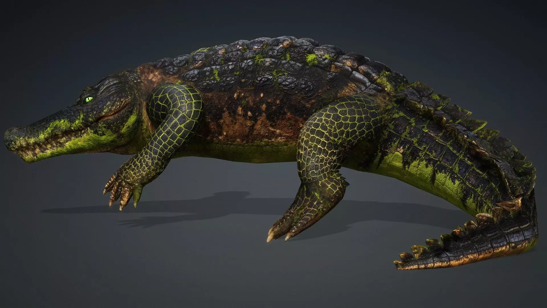 Crocodile-V1c 3D model_5