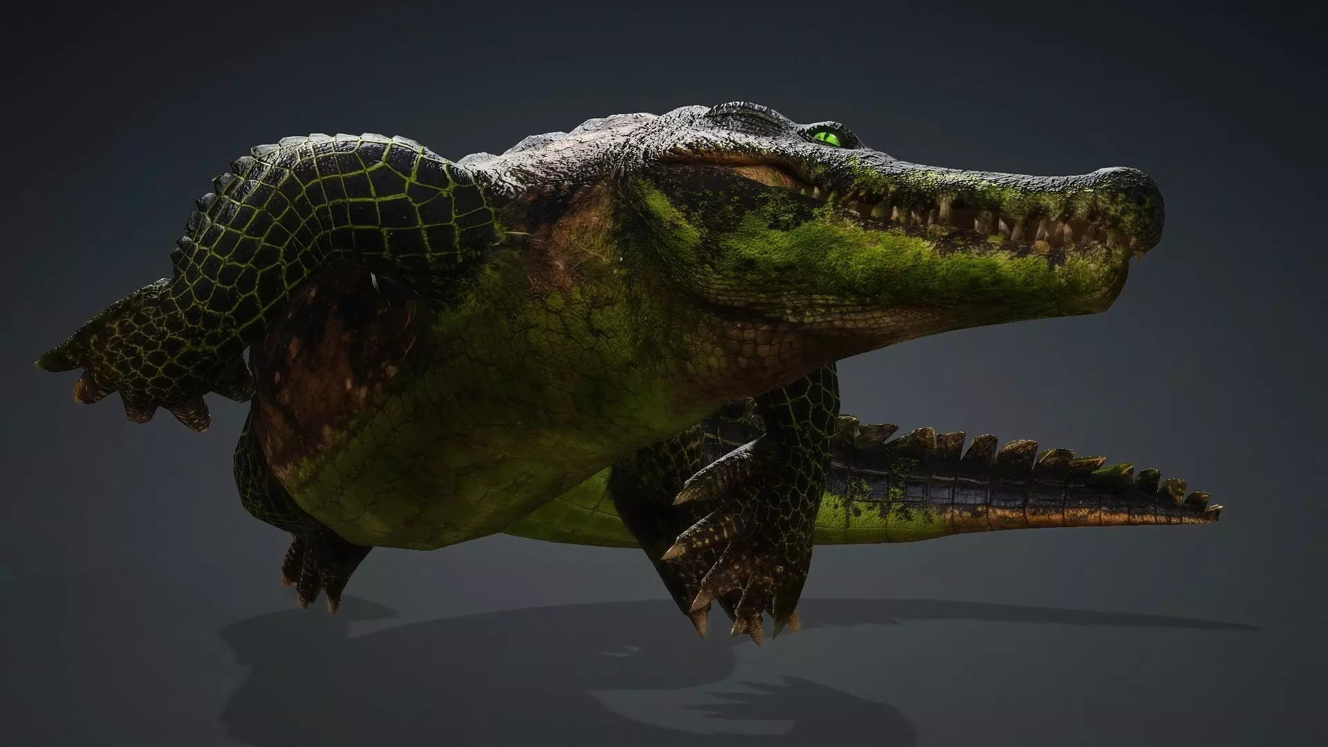 Crocodile-V1c 3D model_18