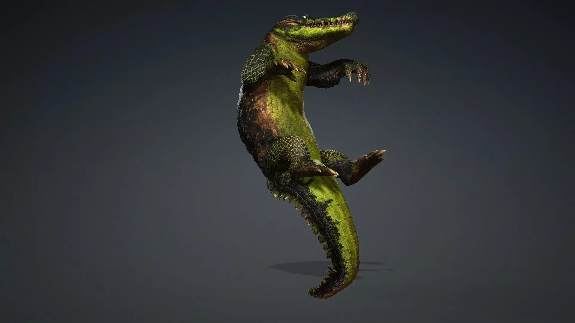 Crocodile-V1c 3D model_8