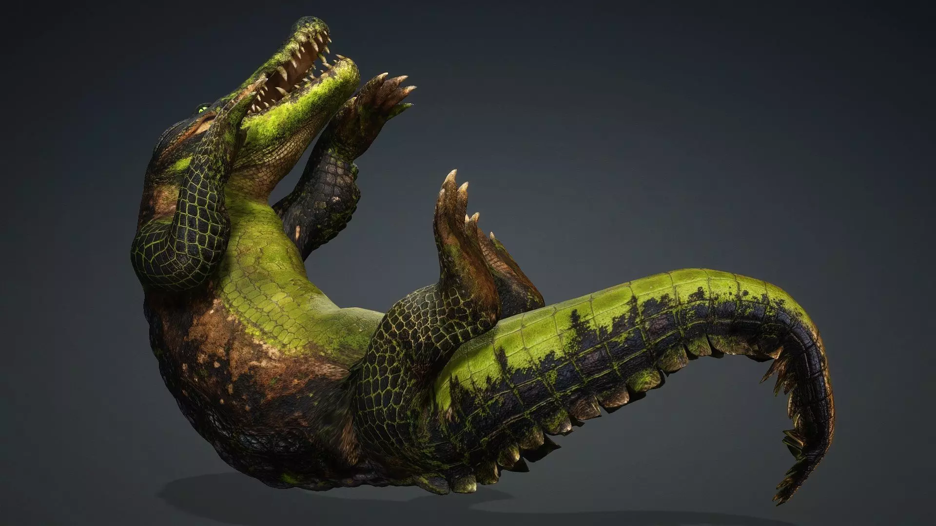 Crocodile-V1c 3D model_9