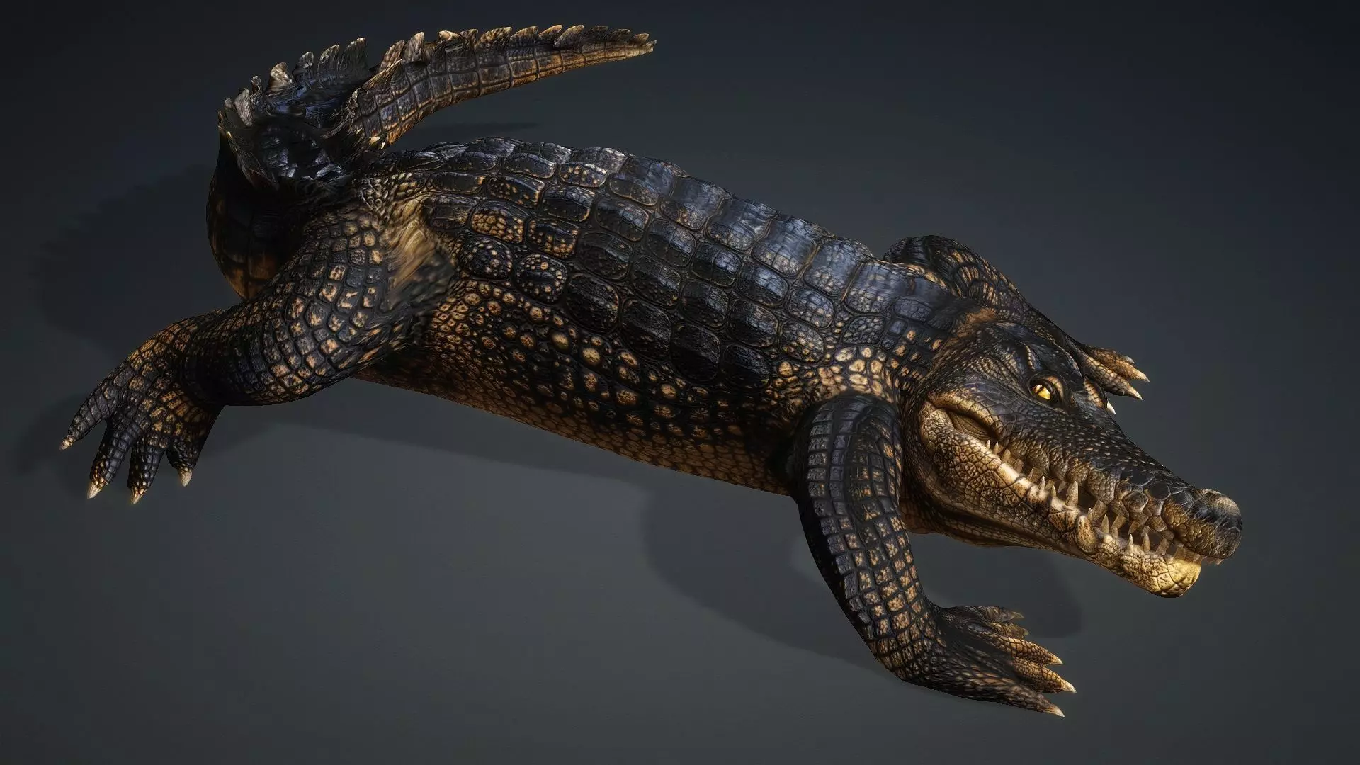 Crocodile-V1d 3D model_5