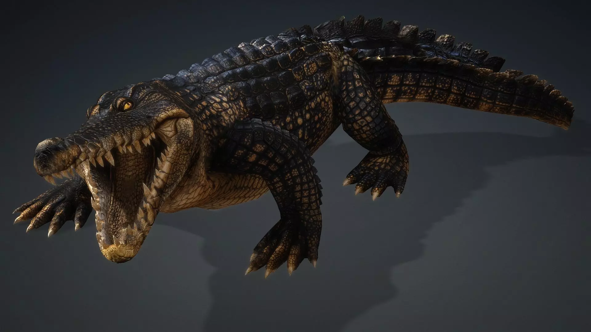 Crocodile-V1d 3D model_13