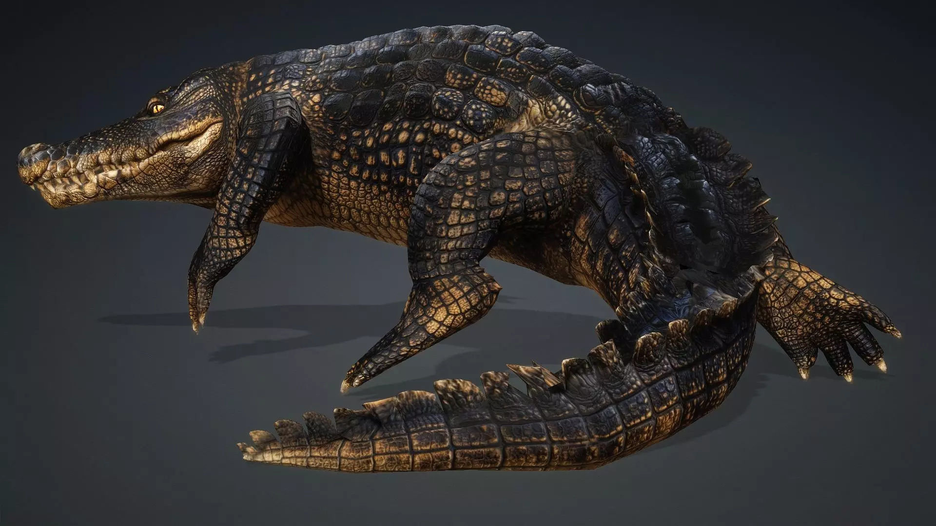 Crocodile-V1d 3D model_18