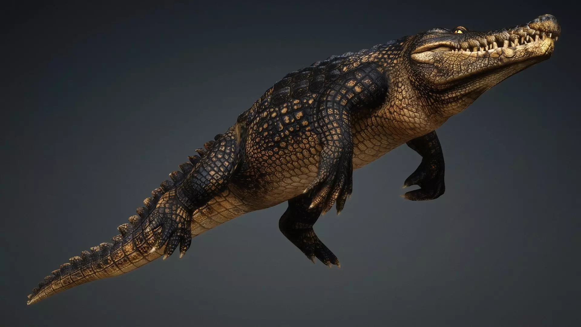 Crocodile-V1d 3D model_10