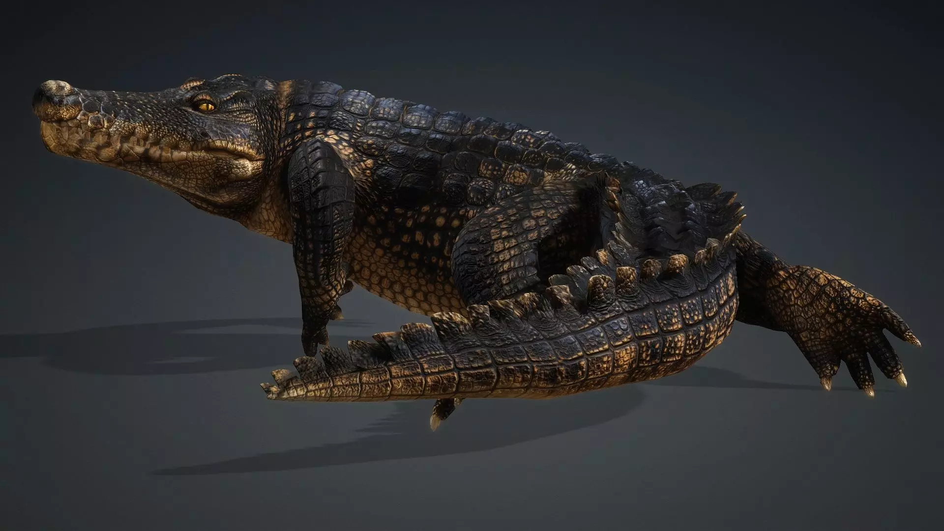 Crocodile-V1d 3D model_17
