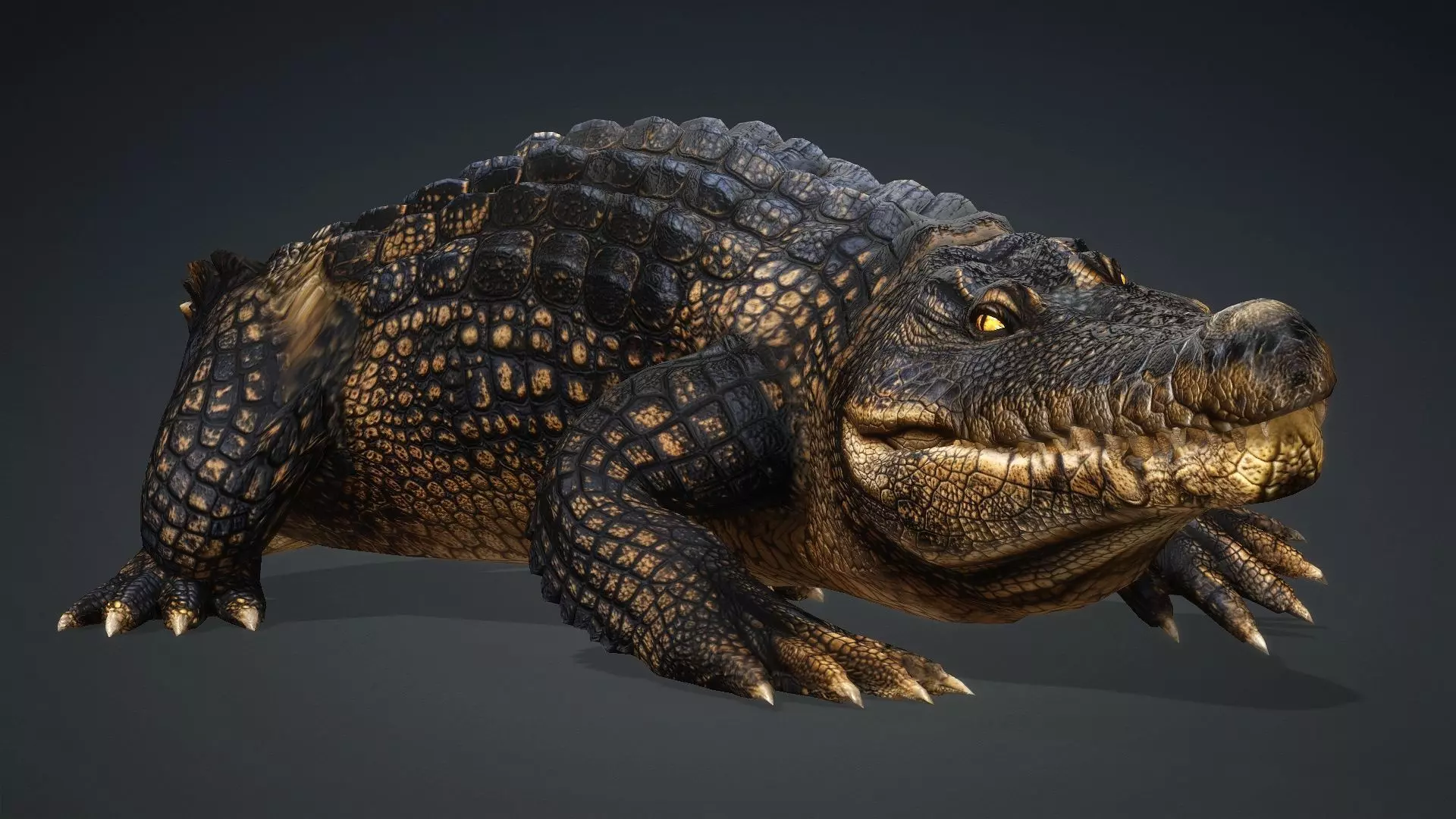 Crocodile-V1d 3D model_14