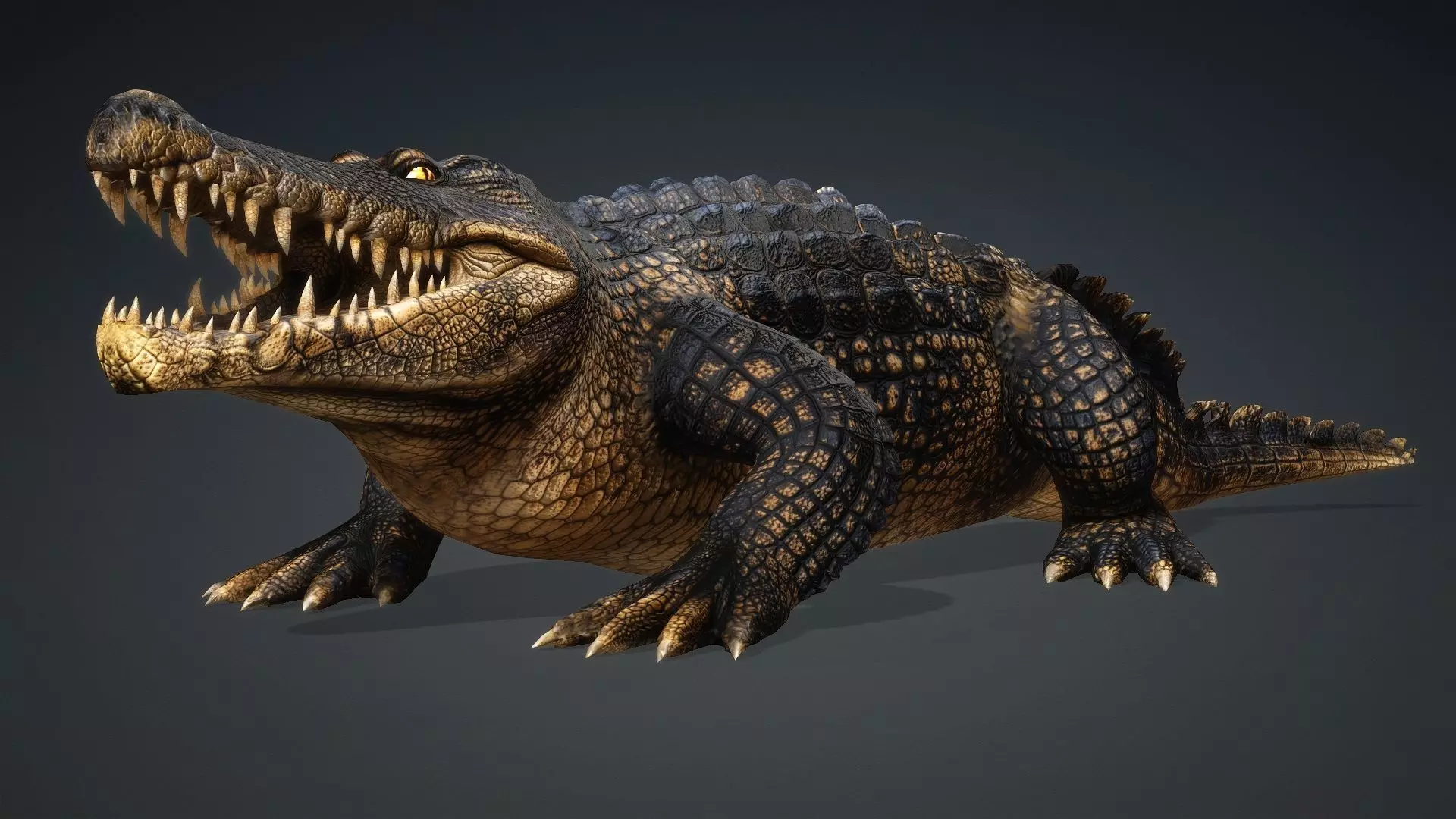 Crocodile-V1d 3D model_2