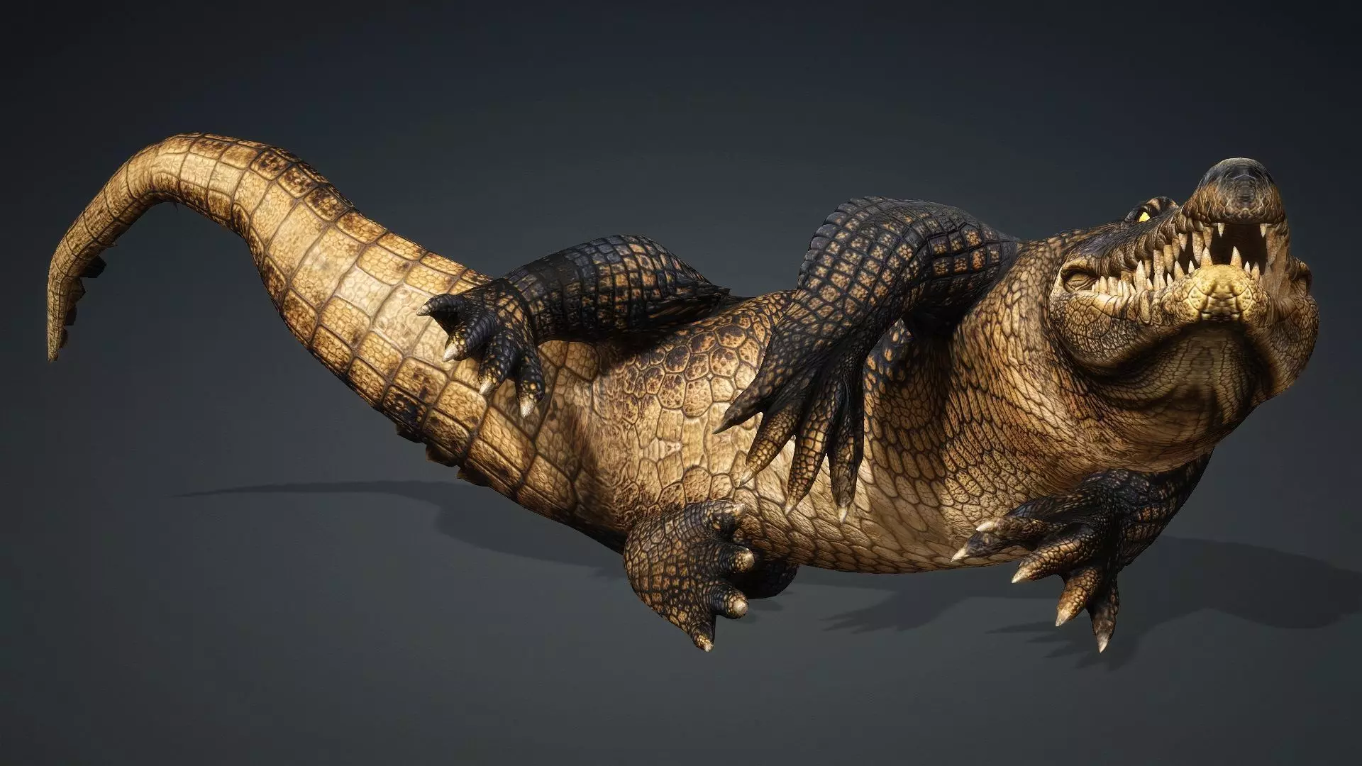 Crocodile-V1d 3D model_6