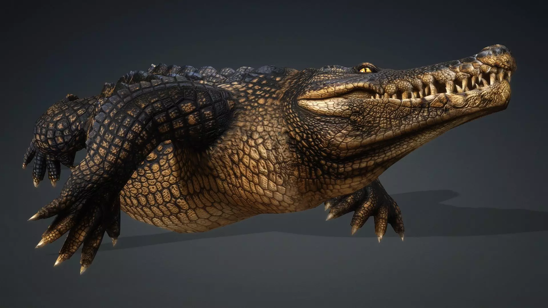 Crocodile-V1d 3D model_16