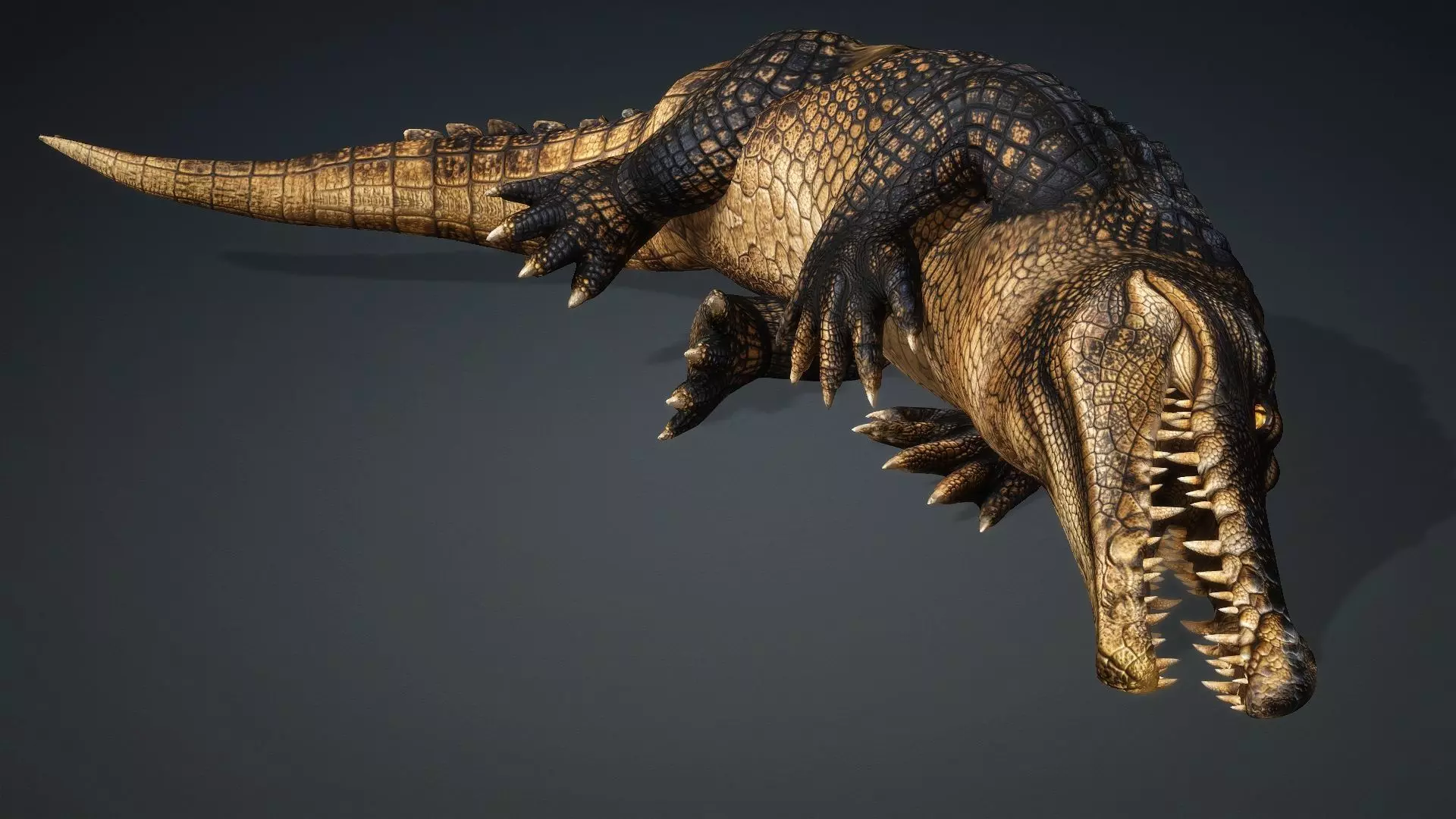 Crocodile-V1d 3D model_7