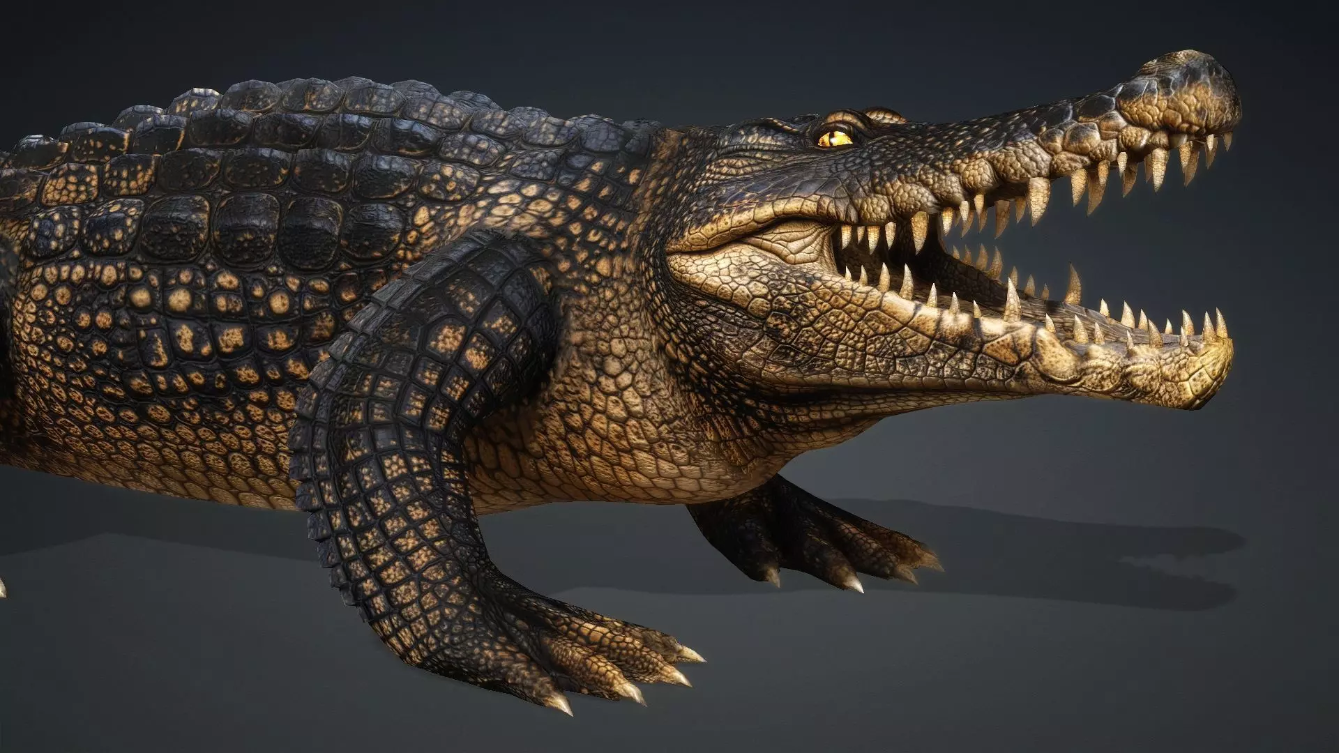 Crocodile-V1d 3D model_12