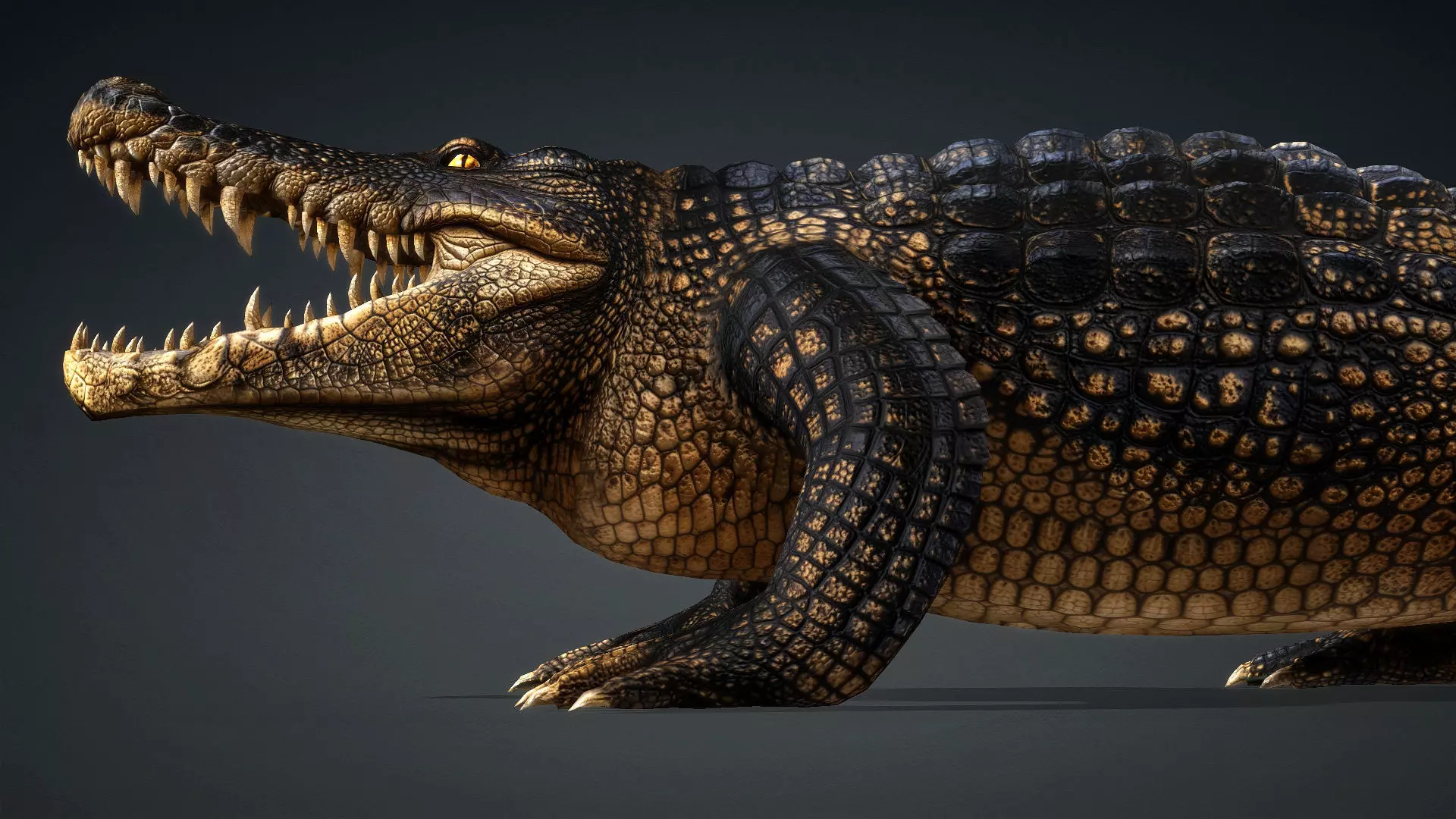 Crocodile-V1d 3D model_3