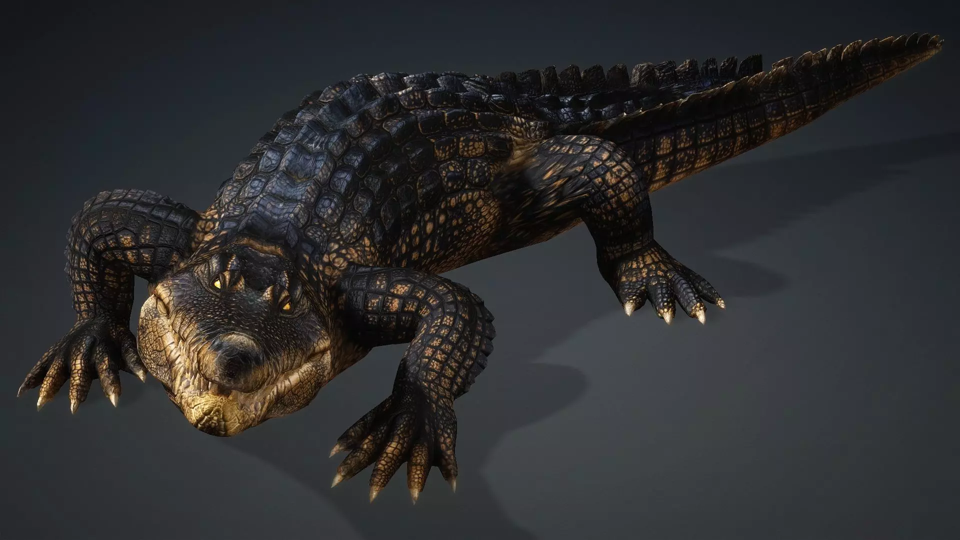 Crocodile-V1d 3D model_15