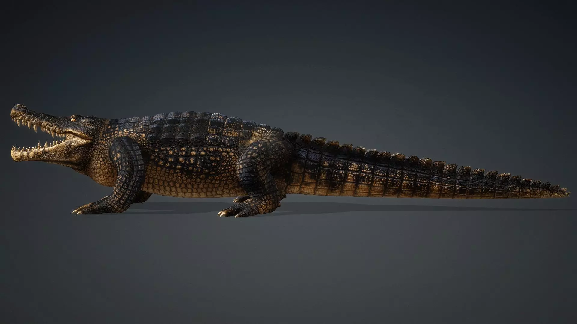 Crocodile-V1d 3D model_4