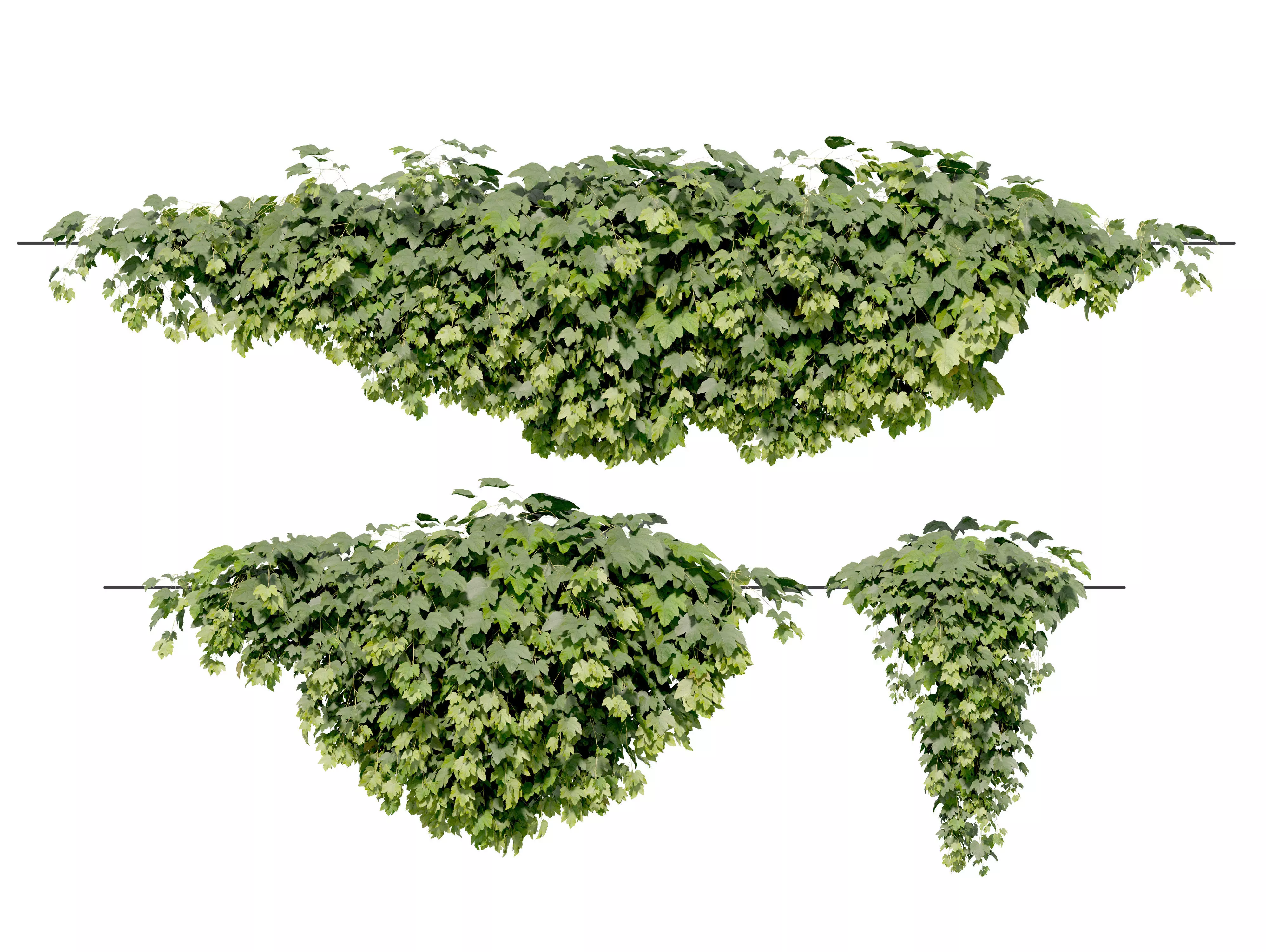 Hanging plant 56 3D model