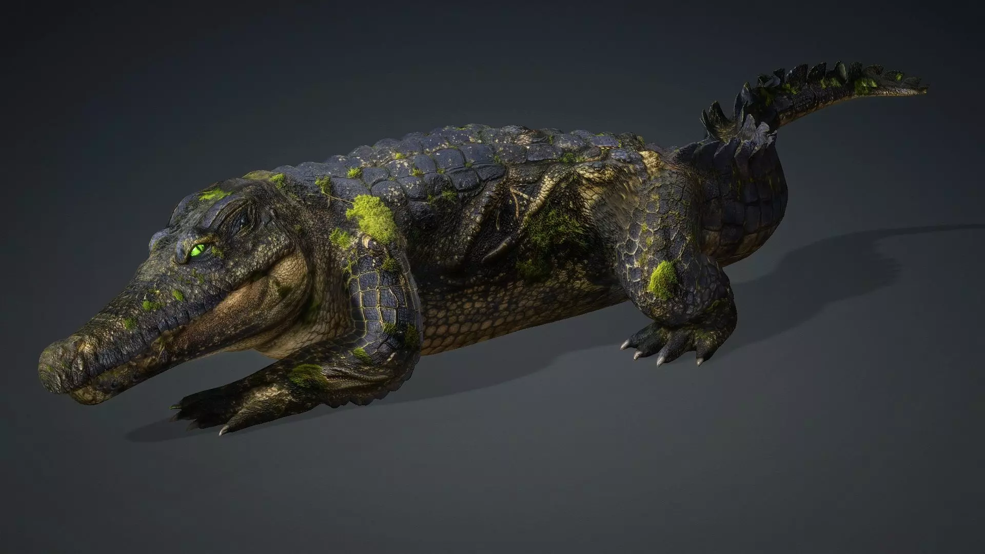 Crocodile-V1e 3D model_13