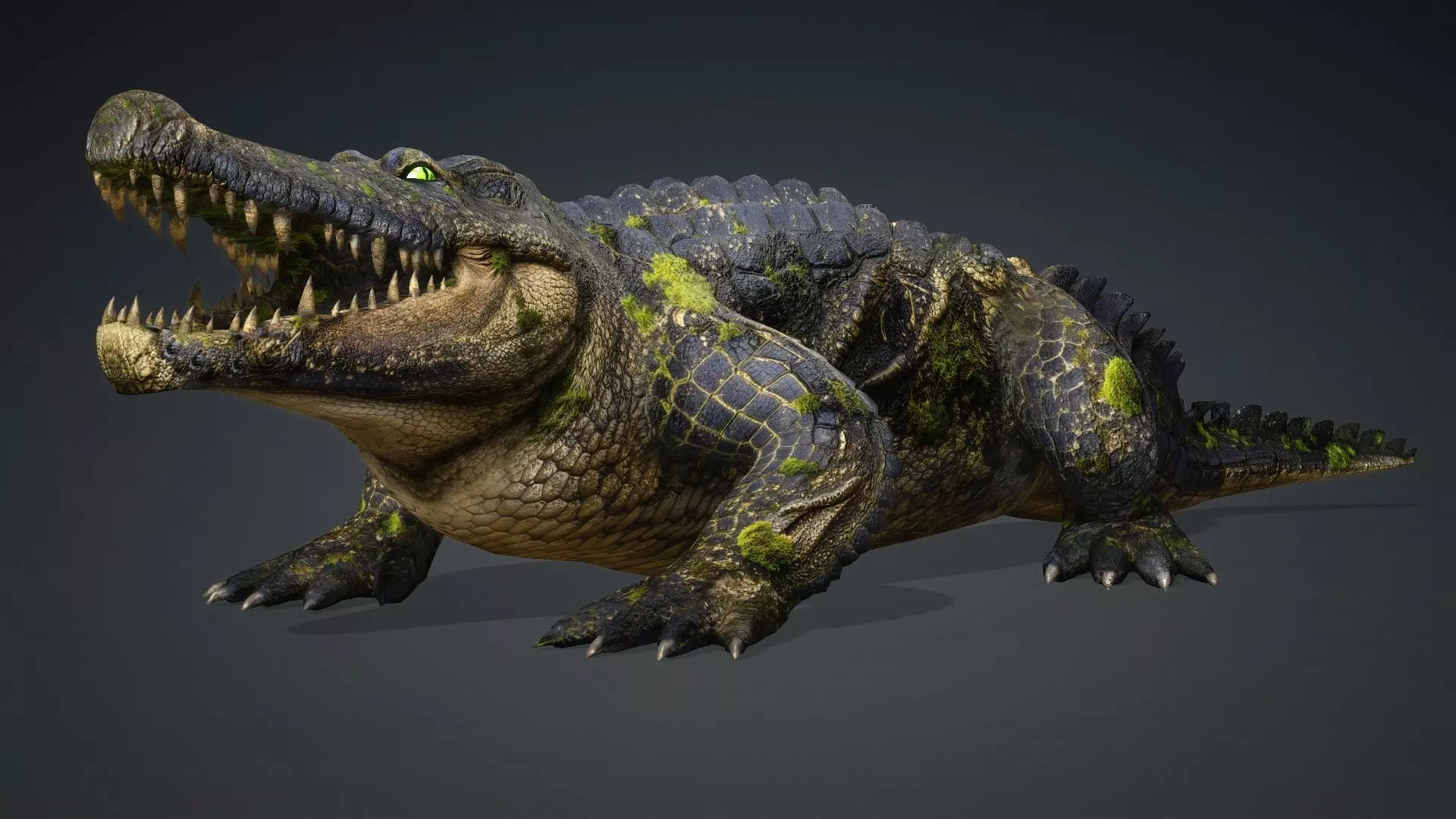 Crocodile-V1e 3D model_2