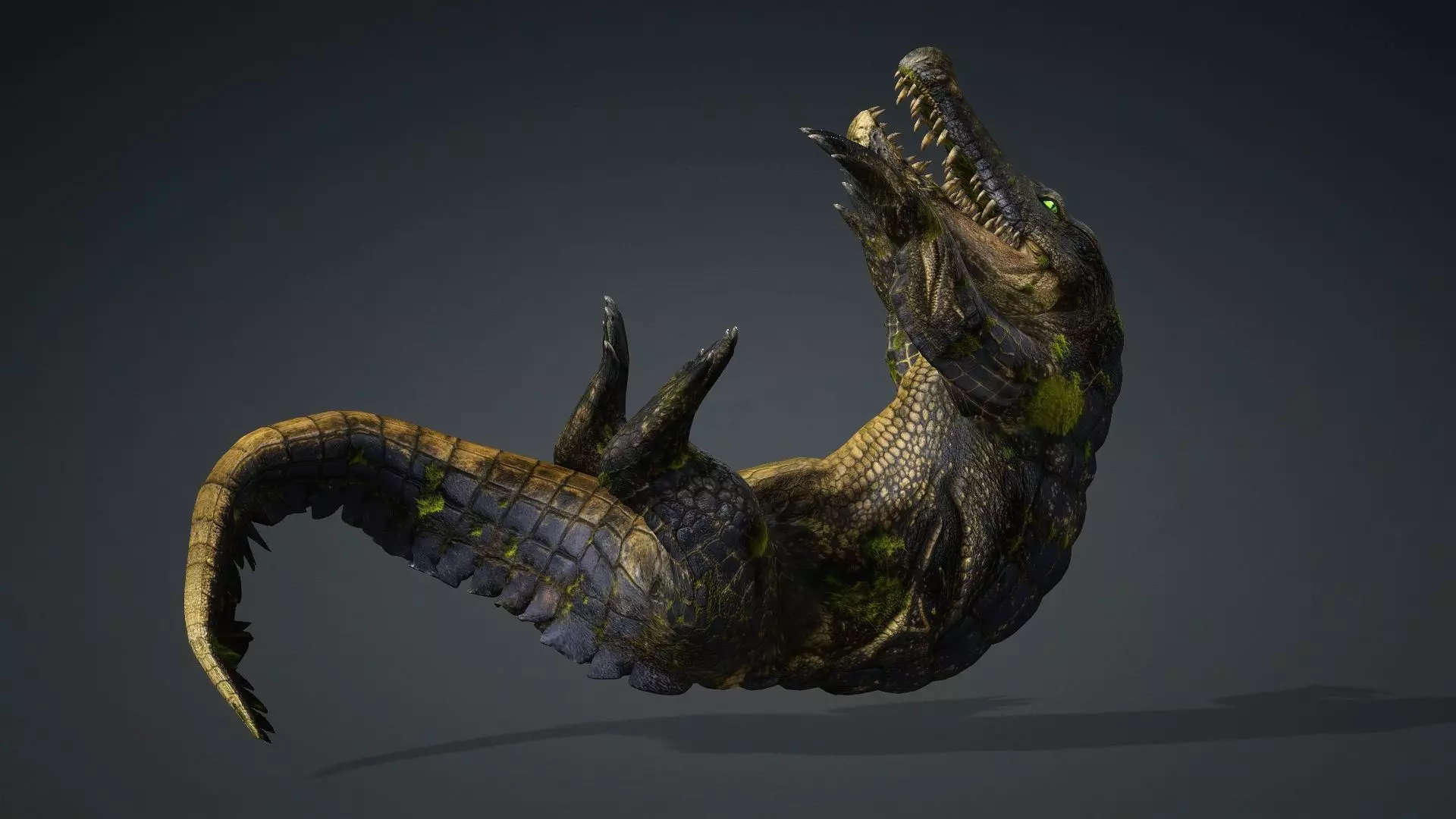 Crocodile-V1e 3D model_5